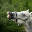 Spass in der Frutz
