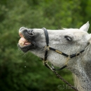 Spass in der Frutz