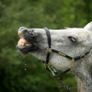 Spass in der Frutz