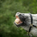 Spass in der Frutz