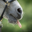 Spass in der Frutz