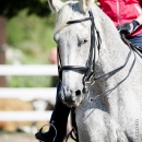 Klassische Dressur mit Desmond O'Brien