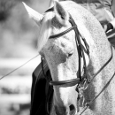 Klassische Dressur mit Desmond O'Brien