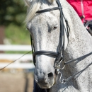 Klassische Dressur mit Desmond O'Brien