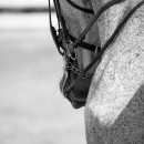 Klassische Dressur mit Desmond O'Brien