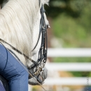 Klassische Dressur mit Desmond O'Brien