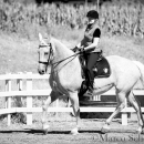 Klassische Dressur mit Desmond O'Brien