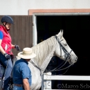 Klassische Dressur mit Desmond O'Brien