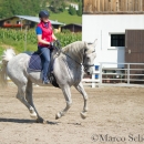 Klassische Dressur mit Desmond O'Brien