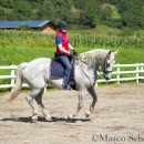 Klassische Dressur mit Desmond O'Brien