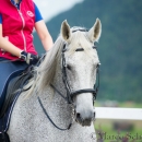 Klassische Dressur mit Desmond O'Brien