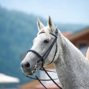 Klassische Dressur mit Desmond O'Brien