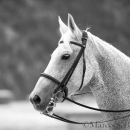 Klassische Dressur mit Desmond O'Brien