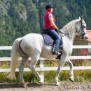 Klassische Dressur mit Desmond O'Brien