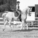 Klassische Dressur mit Desmond O'Brien