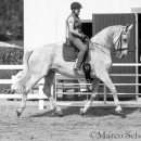 Klassische Dressur mit Desmond O'Brien