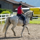 Klassische Dressur mit Desmond O'Brien