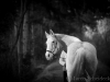 Ronja - Winter 2014