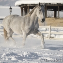 Ronja - Winterfreude