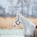 Spaziergang im Winter