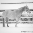 Ronja - Februar 2015