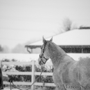 Ronja - Februar 2015