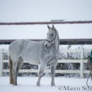 Ronja - Februar 2015