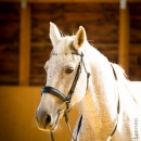 Ronja im Training