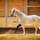 Ronja im Training