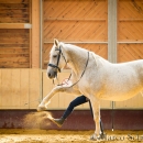 Ronja im Training