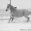 Schneegestöber 2016