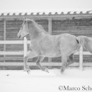 Schneegestöber 2016