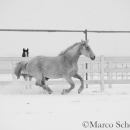 Schneegestöber 2016