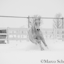 Schneegestöber 2016