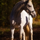 Ronja