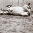 Abends im Roundpen