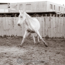 Abends im Roundpen