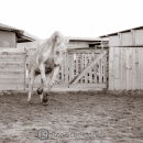 Abends im Roundpen