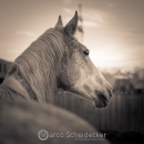 Abends im Roundpen