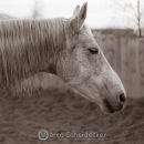 Abends im Roundpen