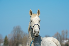 Ronja 2019