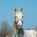 Ronja - Frühling 2019