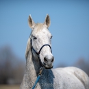 Ronja - Frühling 2019
