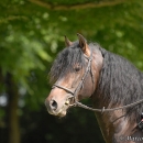 Wenkenpark