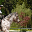 Klassische Reitkunst - Wenkenpark