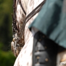 Klassische Reitkunst - Wenkenpark