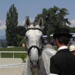 3. Lusitano-Festival  Zuchtschau und Körung für Lusitanos Dressurprüfungen für iberische PferdeAvenches Schweiz 2009