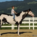 Te N Tes Gamble -  American Paint Horse Hengst