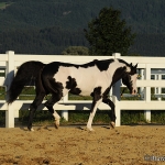 Te N Tes Gamble -  American Paint Horse Hengst