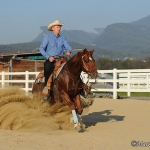 JF Spooks Choice - Quarter Horse Hengst